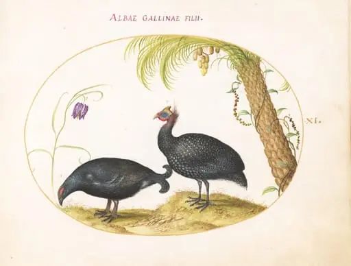 Plate 11: A Caucasian Grouse and a Helmeted Guineafowl, by Joris Hoefnagel