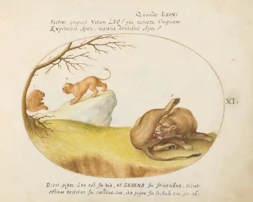 Plate 11: A Lioness with Two Lions in the Background, by Joris Hoefnagel
