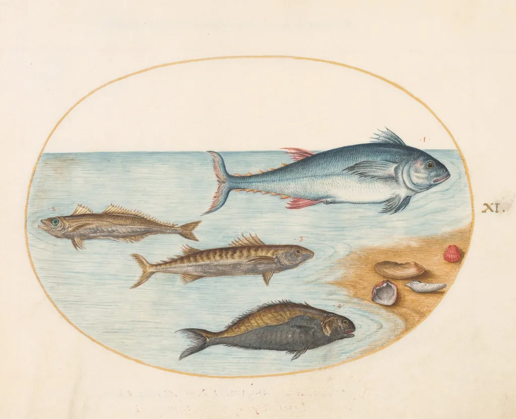 Plate 11: Four Fish and Shells, by Joris Hoefnagel, gouache, 1594