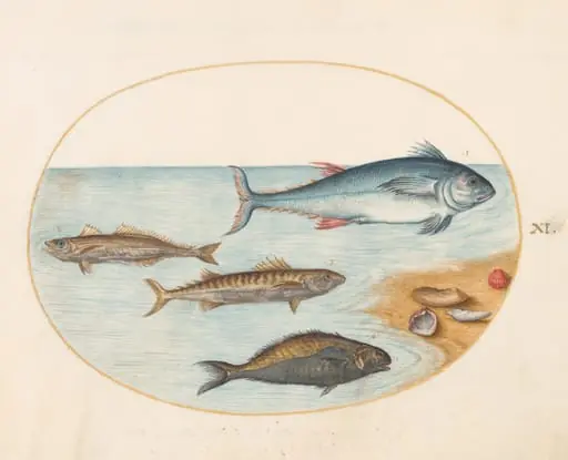 Plate 11: Four Fish and Shells, by Joris Hoefnagel