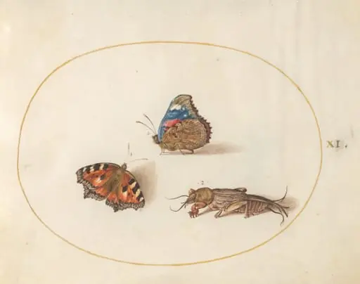 Plate 11: Small Tortoiseshell and Red Admiral Butterflies with a Mole Cricket, by Joris Hoefnagel