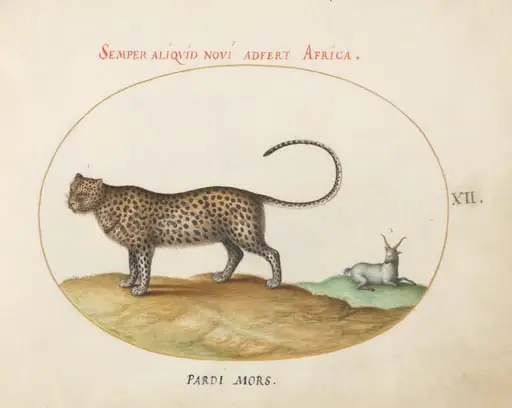 Plate 12: A Cheetah(?) and a Wild Sheep, by Joris Hoefnagel