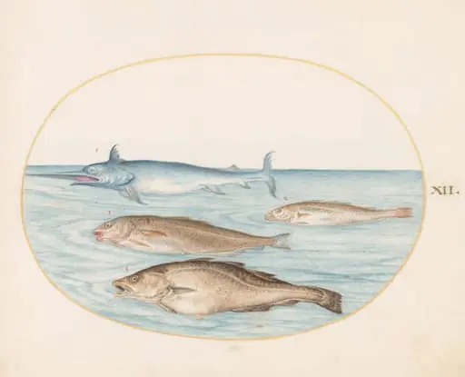 Plate 12: A Swordfish and Three Other Fish, by Joris Hoefnagel