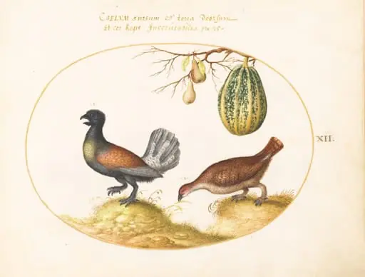 Plate 12: Pair of Wood Grouse with a Melon and Pears, by Joris Hoefnagel