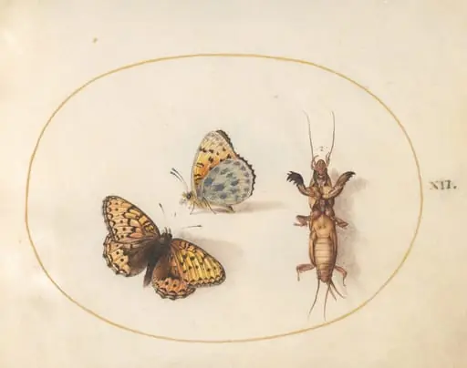 Plate 12: Two Views of a Silver-Bordered Fritillary and a Mole Cricket, by Joris Hoefnagel