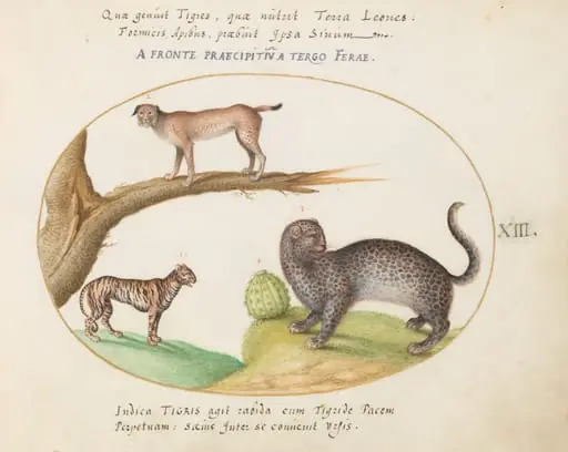 Plate 13: A Tiger, a Lynx, and a Jaguar(?), by Joris Hoefnagel