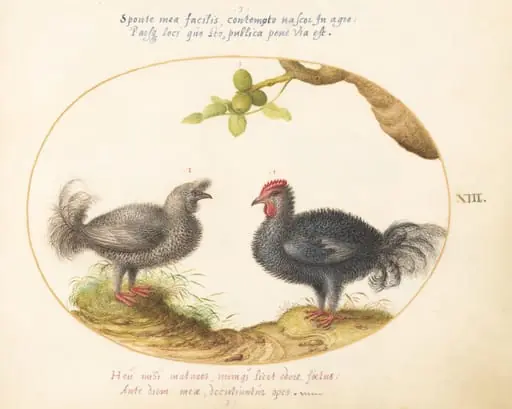 Plate 13: Two Curly Gray Chickens (Silkie Chickens?), by Joris Hoefnagel