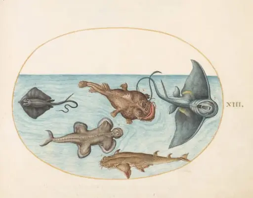 Plate 13: Two Stingrays, an Anglerfish, a Monkfish(?) and an Angel Shark, by Joris Hoefnagel