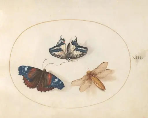 Plate 13: Yellow Swallowtail and Red Admiral Butterflies with a Dragonfly (Broad-Bodied Chaser?), by Joris Hoefnagel