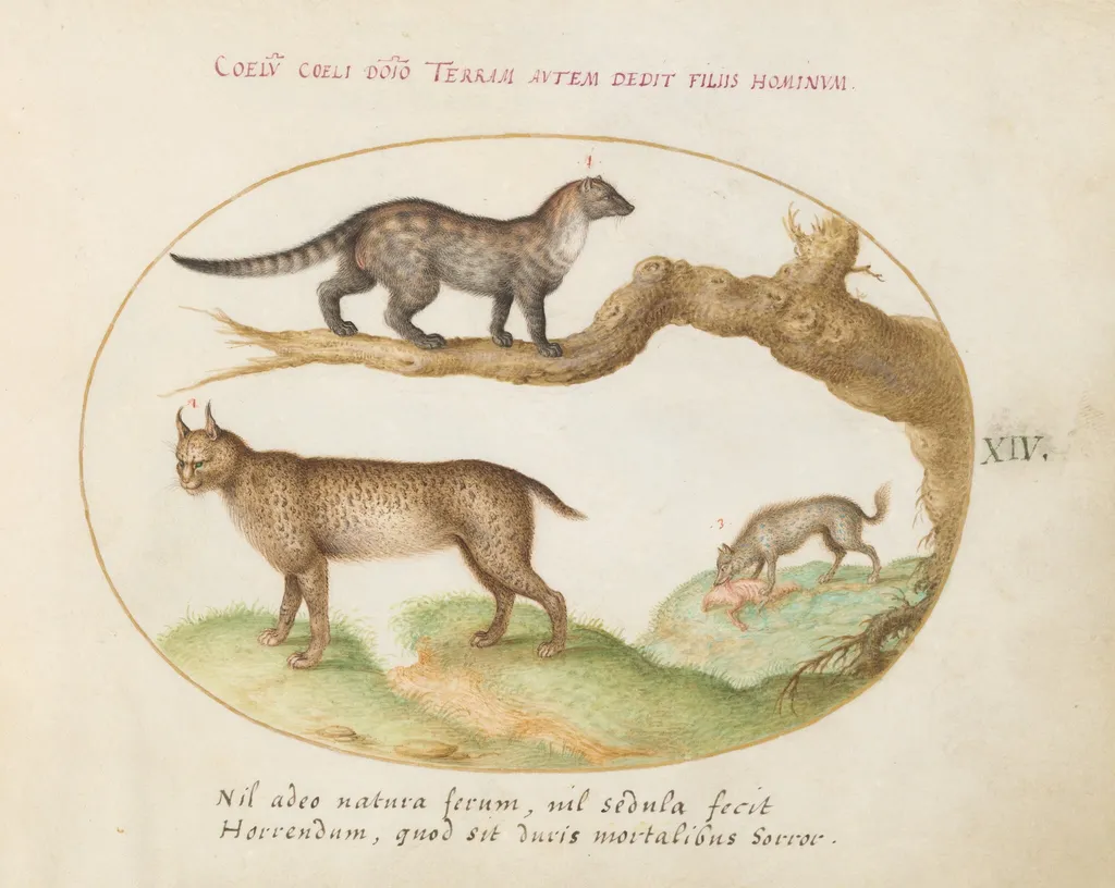 Plate 14: A Civet, a Lynx, and a Hyena Eating a Dog, by Joris Hoefnagel, gouache, 1594