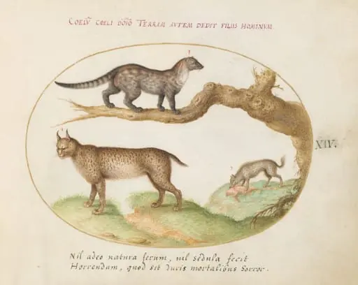 Plate 14: A Civet, a Lynx, and a Hyena Eating a Dog, by Joris Hoefnagel
