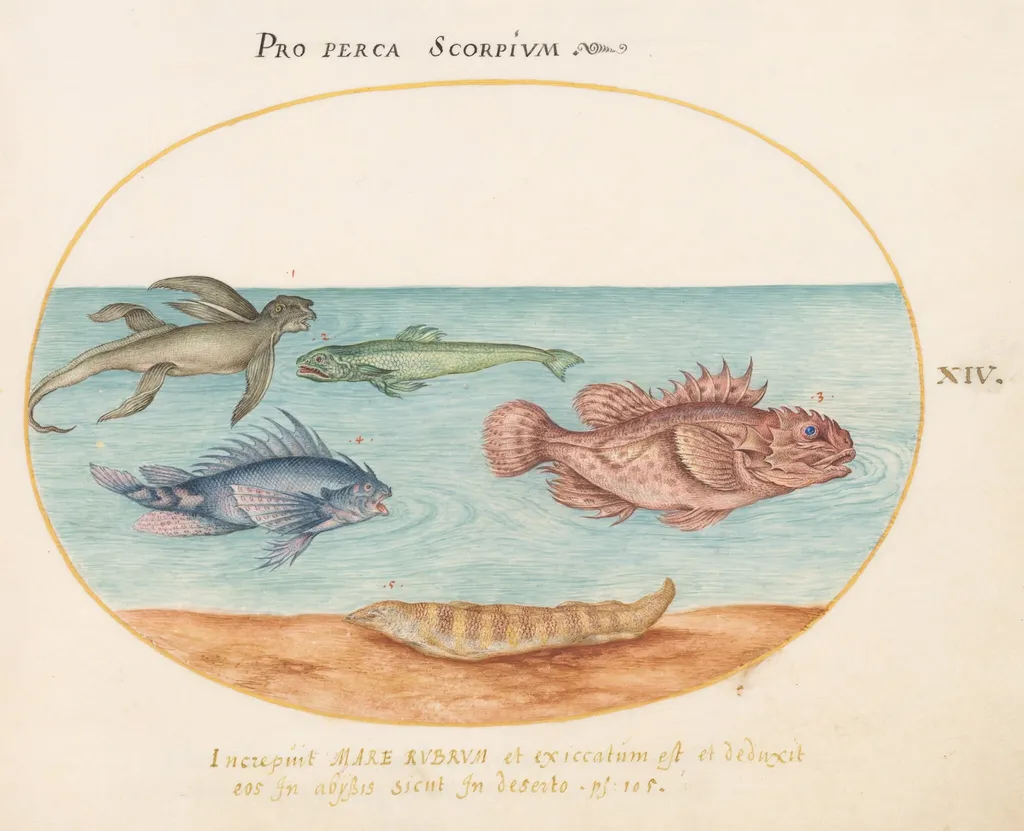 Plate 14: A "Sea Ape," Two Scorpion Fish, and Two Other Fish, by Joris Hoefnagel, gouache, 1594