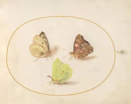 Plate 14: Common Brimstone, Painted Lady, and Clouded Yellow Butterflies, by Joris Hoefnagel