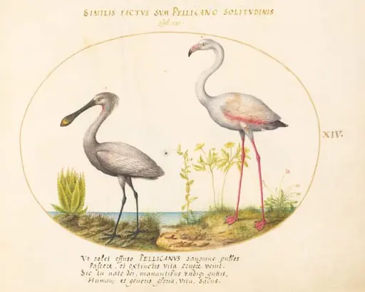 Plate 14: Spoonbill Crane and Flamingo, by Joris Hoefnagel