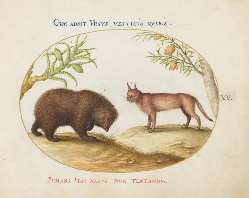 Plate 15: A Bear and a Lynx(?), by Joris Hoefnagel, gouache, 1594