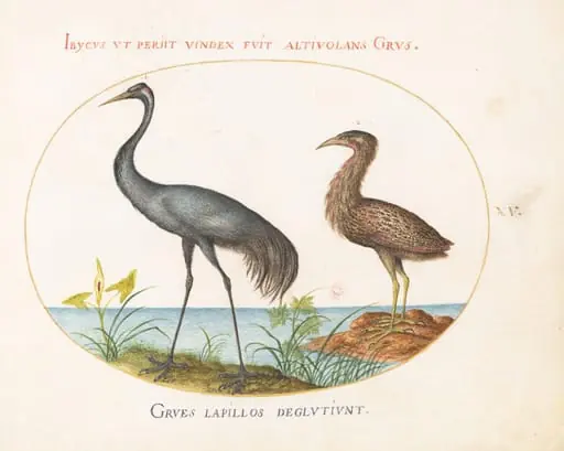 Plate 15: Common Crane and Bittern(?), by Joris Hoefnagel