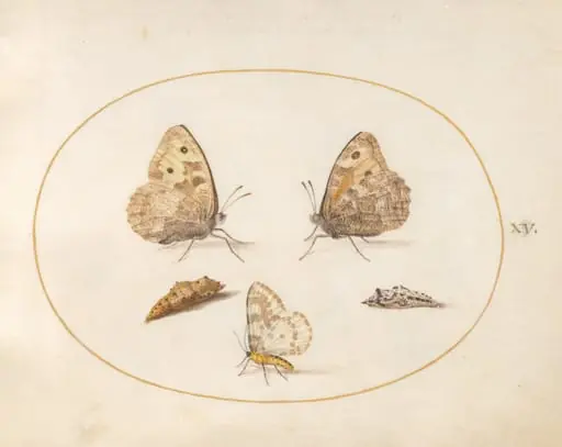 Plate 15: Grayling Butterfly, Magpie Moth, and Two Chrysalides, by Joris Hoefnagel