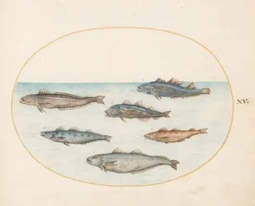 Plate 15: Six "Asellorum" Fish (Cod?), by Joris Hoefnagel