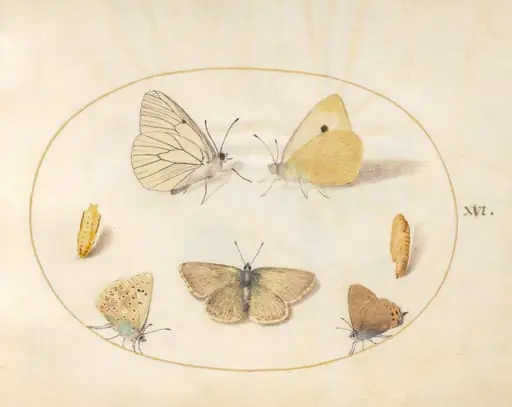 Plate 16: Black-Veined White, Clouded Yellow, Black Hairstreak(?), Geranium Argus(?), and Common Blue Butterflies with Two Chrysalides, by Joris Hoefnagel