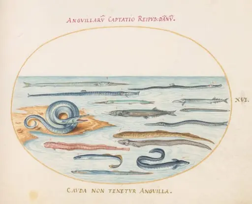 Plate 16: Eels, Pipefish, and Needlefish, by Joris Hoefnagel