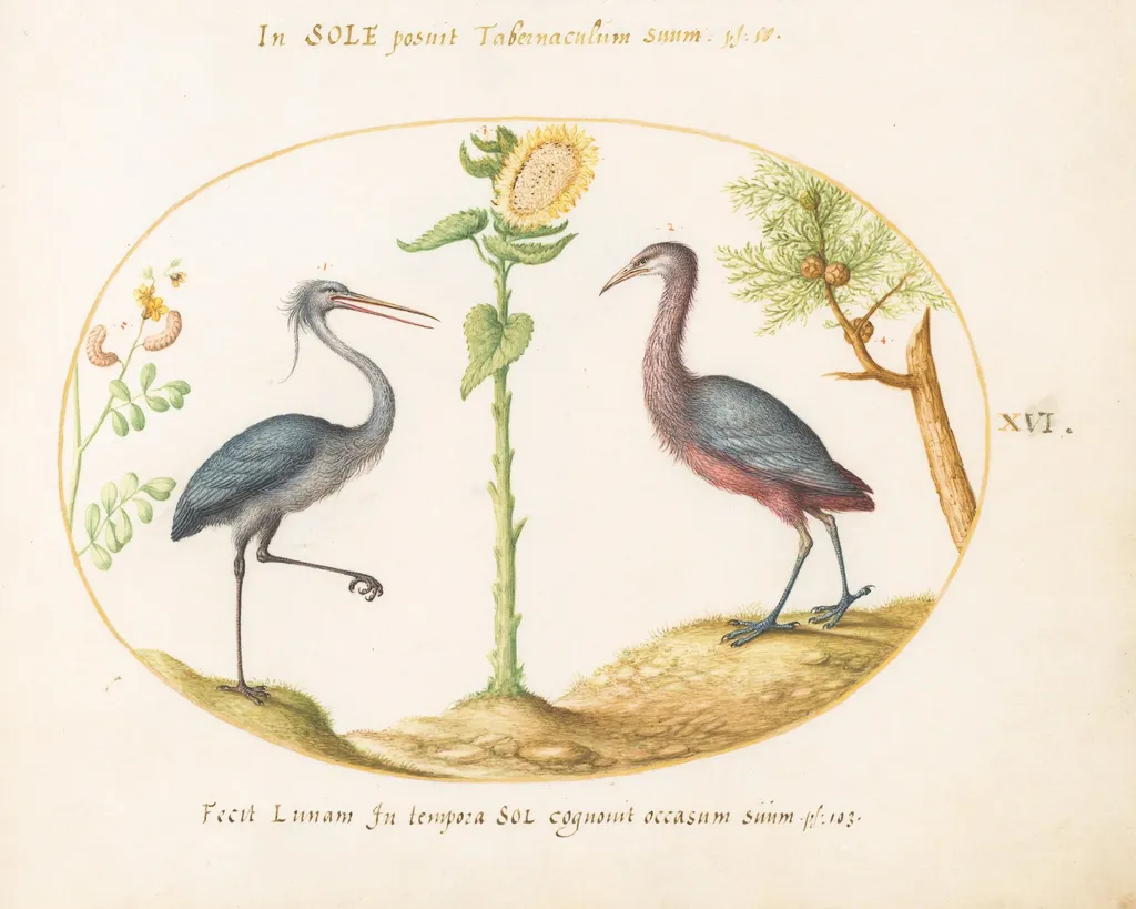 Plate 16: Gray Heron and Purple Heron(?) with a Sunflower, by Joris Hoefnagel, gouache, 1594