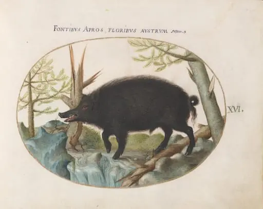Plate 16: Wild Boar, by Joris Hoefnagel