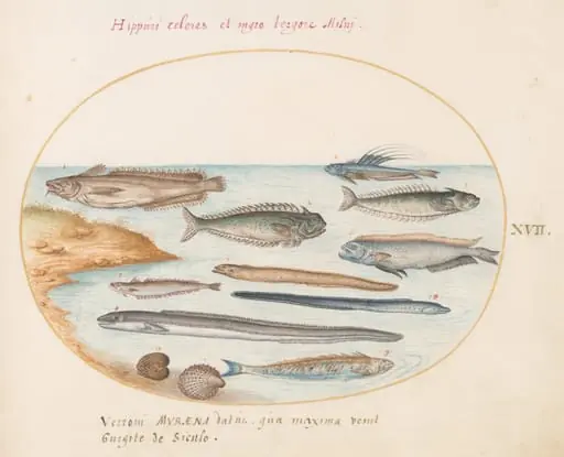 Plate 17: A Cod, Weever Fish, Eels, and Other Fish, by Joris Hoefnagel