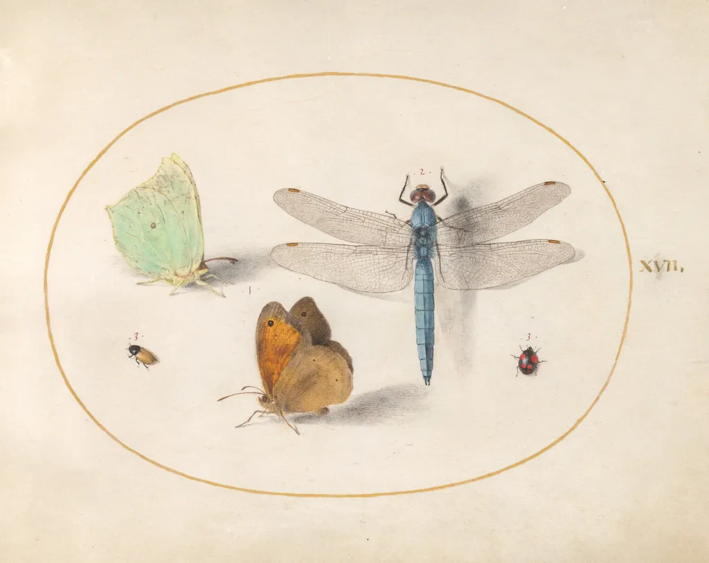 Plate 17: Brimstone and Meadow Brown(?) Butterflies, a Blue Chaser, and Two Small Insects, by Joris Hoefnagel, gouache, 1594