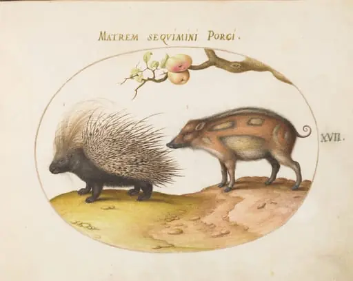 Plate 17: Old World Porcupine (Hystrix) and Wild Pig, by Joris Hoefnagel