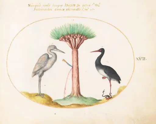 Plate 17: White Heron(?) and Black Stork Killing a Snake with a Dragon's Blood Tree, by Joris Hoefnagel