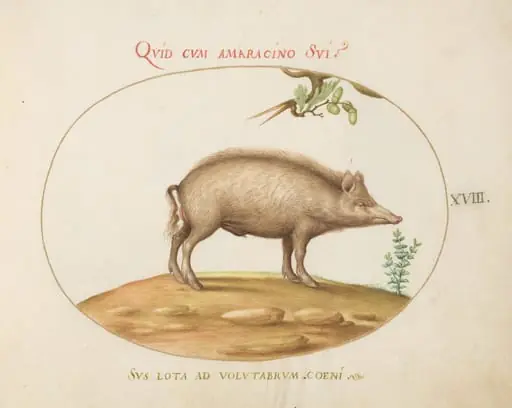 Plate 18: A Pig with Acorns, by Joris Hoefnagel