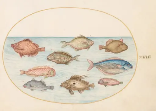 Plate 18: Boarfish, Razorfish, Butterfish, a John Dory, and Other Fish, by Joris Hoefnagel