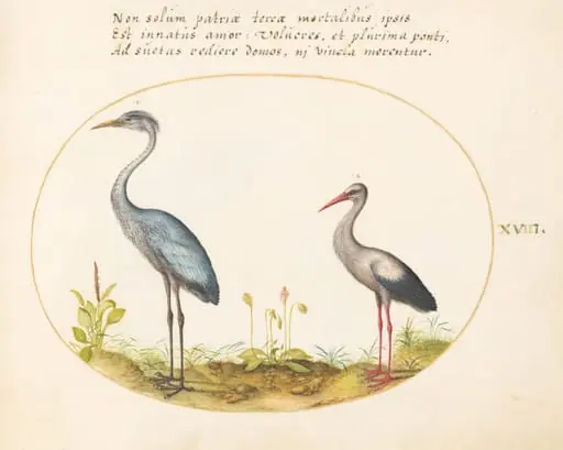 Plate 18: Heron and Stork, by Joris Hoefnagel