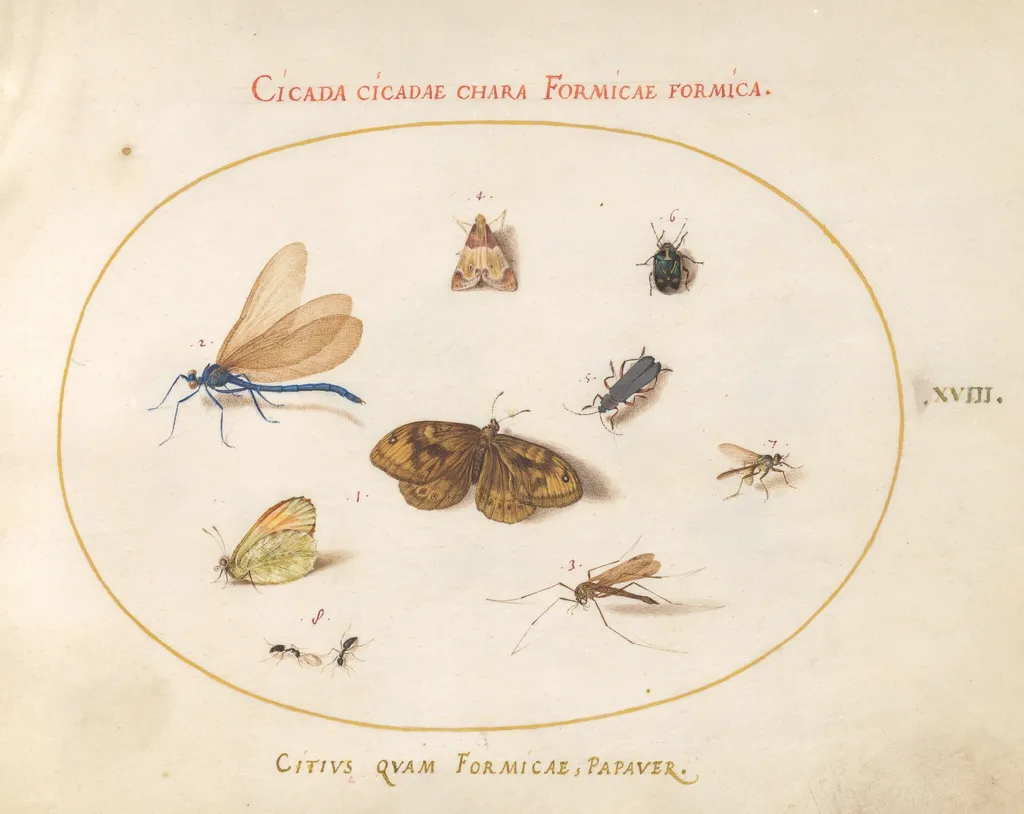 Plate 18: Two Butterflies and a Moth with a Damselfly, Two Ants, and Four Other Insects, by Joris Hoefnagel, gouache, 1594
