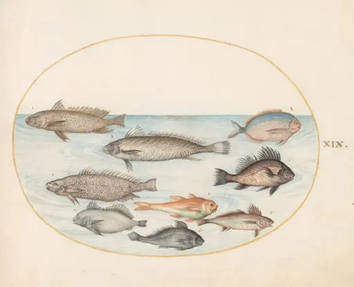 Plate 19: A Damselfish and Other Fish, Including Two "Coracinis", by Joris Hoefnagel
