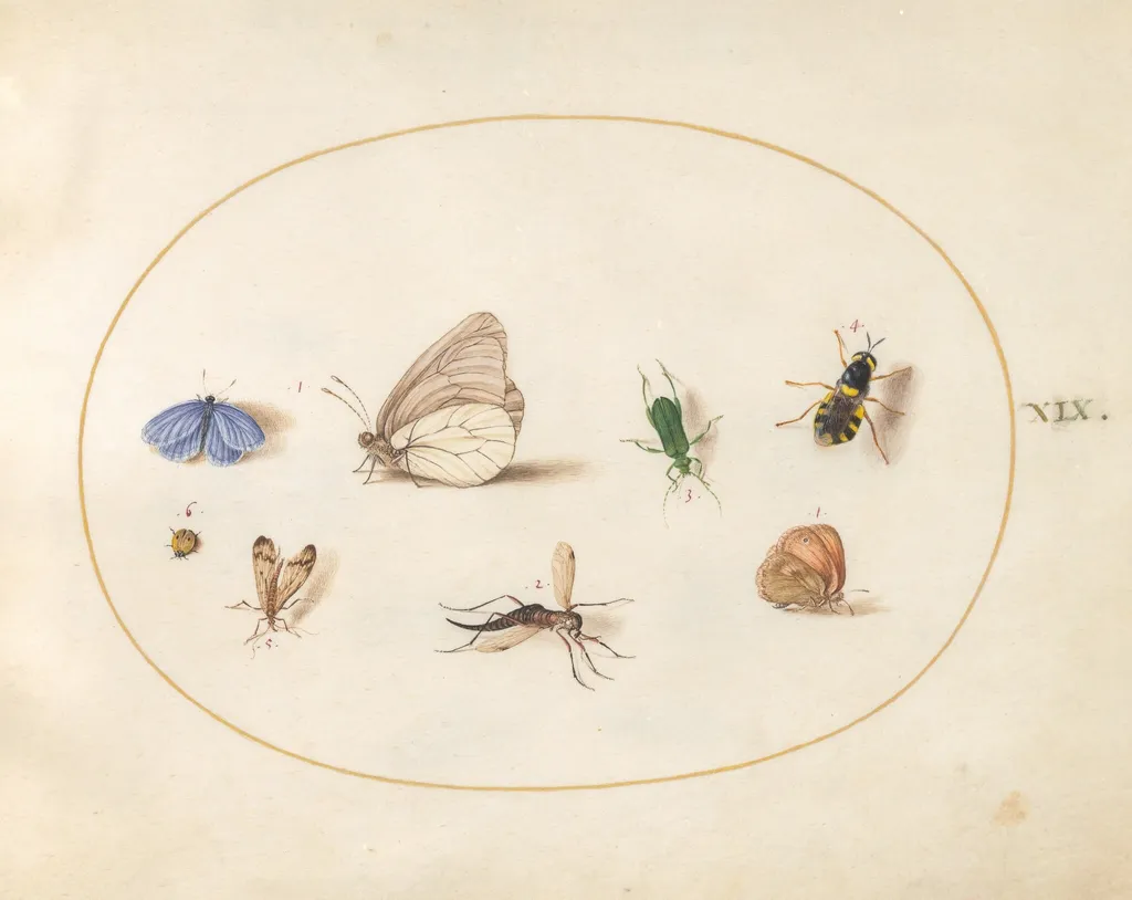 Plate 19: Two Butterflies with Five Other Insects, by Joris Hoefnagel, gouache, 1594