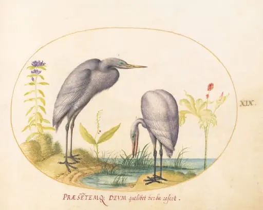 Plate 19: Two Great Egrets with Green Breeding Masks, by Joris Hoefnagel