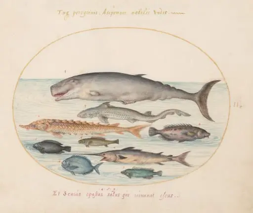 Plate 2: Sperm Whale, Sturgeon, Shark, and Other Fish, by Joris Hoefnagel