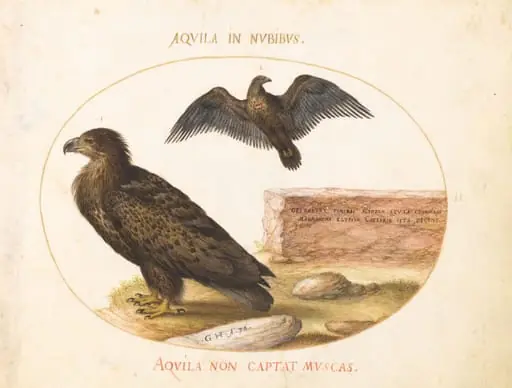 Plate 2: Two Eagles, by Joris Hoefnagel