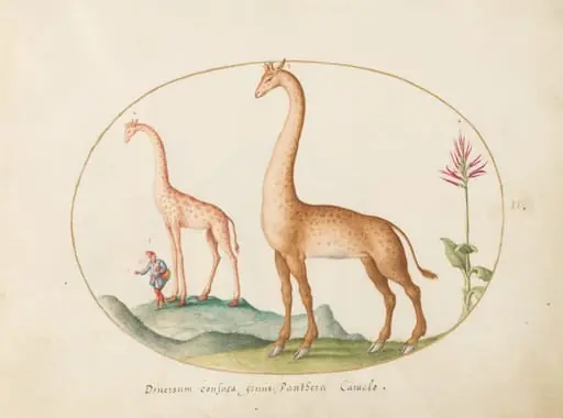 Plate 2: Two Giraffes with an Attendant, by Joris Hoefnagel