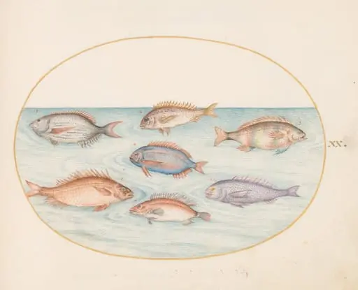 Plate 20: Sea Bream, Dentex, Sargo, and Other Fish, by Joris Hoefnagel