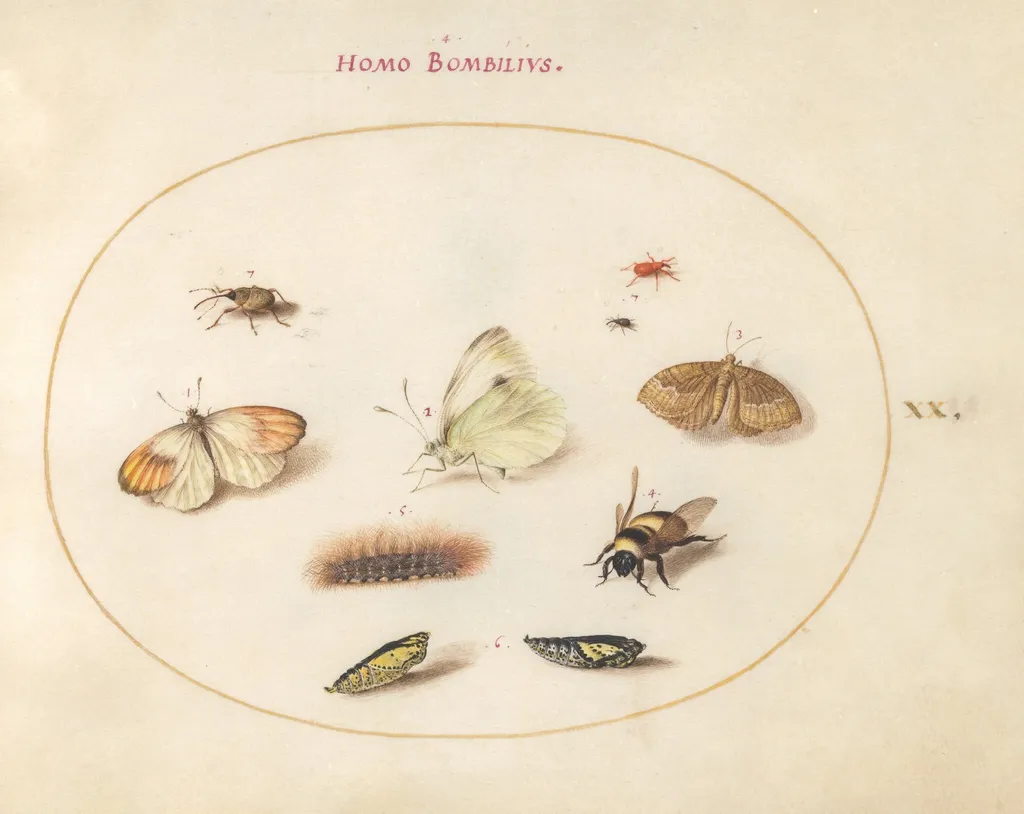 Plate 20: Three Butterflies, a Caterpillar, a Bee, Two Chrysalides, and Three Weevils, by Joris Hoefnagel, gouache, 1594