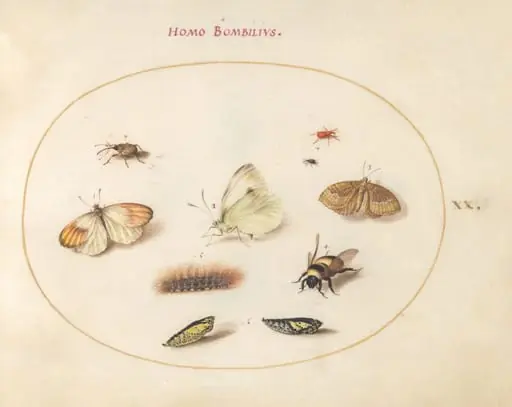 Plate 20: Three Butterflies, a Caterpillar, a Bee, Two Chrysalides, and Three Weevils, by Joris Hoefnagel