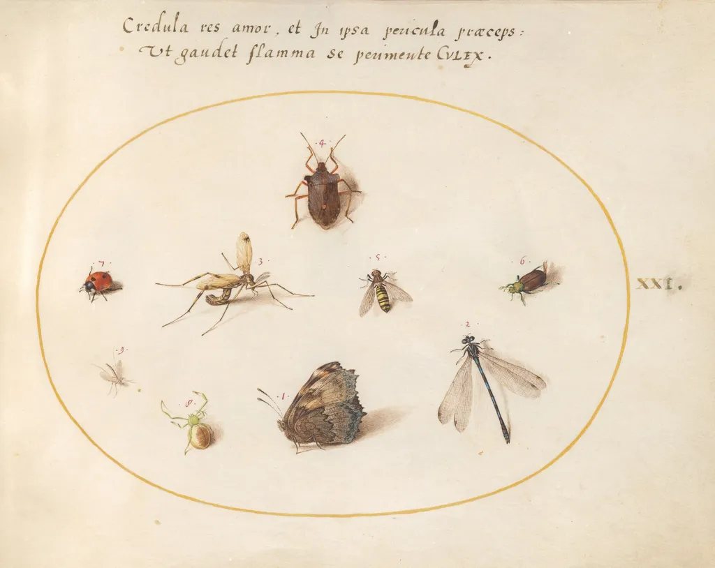 Plate 21: A Butterfly with a Dragonfly, a Ladybug, and Five other Insects, by Joris Hoefnagel, gouache, 1594