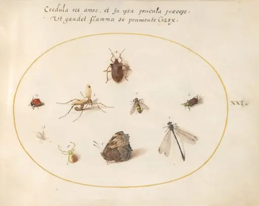 Plate 21: A Butterfly with a Dragonfly, a Ladybug, and Five other Insects