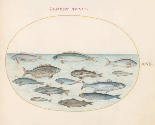 Plate 21: Cod(?) and Other Fish, by Joris Hoefnagel