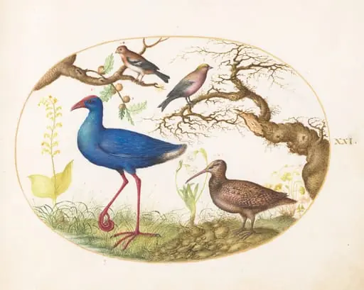 Plate 21: Swamp Hen and Woodcock with a Streaked Rosefinch, a Finch, and Oak Galls, by Joris Hoefnagel