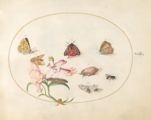 Plate 22: A Cinnabar Moth and a Cockchafer with Butterflies, other Insects, and a Snapdragon, by Joris Hoefnagel