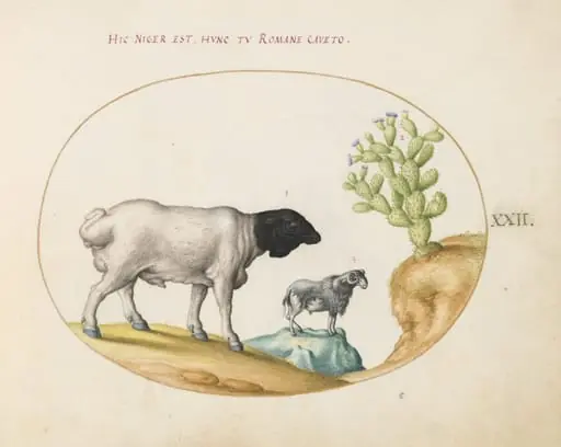 Plate 22: Blackhead Persian Sheep and a Sheep with a Long Tail, with a Cactus, by Joris Hoefnagel