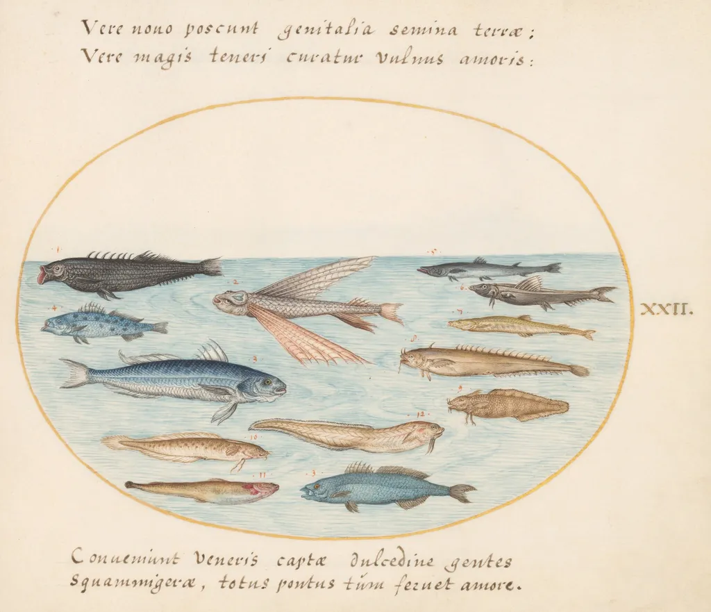 Plate 22: Mullet, Flying Fish, Eels, and Other Fish, by Joris Hoefnagel, gouache, 1594